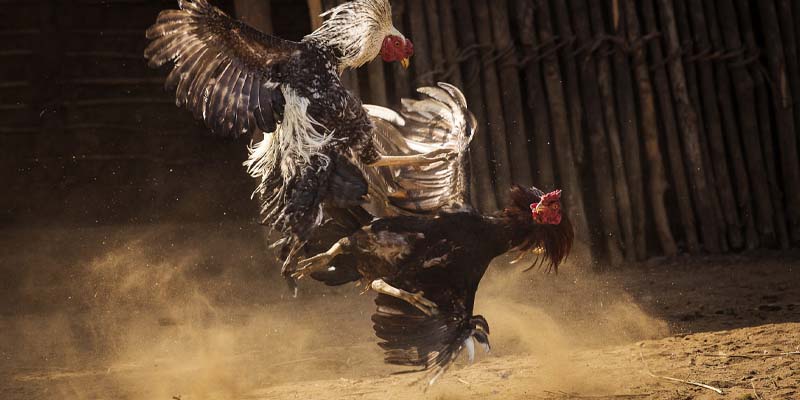 Những lý do chơi đá gà mãi không chiến thắng