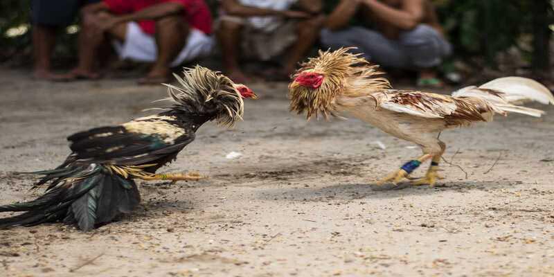 Tạo nền tảng vững chắc cho gà chiến của bạn với mẹo hay nuôi gà